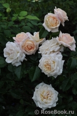 White Gold White Gold