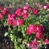 Belle de Segosa® Belle de Segosa®