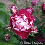 Belle de Segosa® Belle de Segosa®