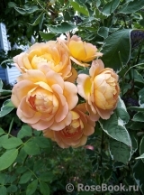 Lady of Shalott Lady of Shalott