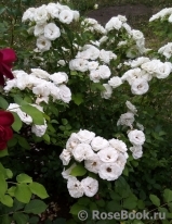 Aspirin Rose Aspirin Rose