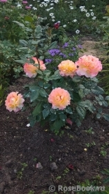 Augusta Luise Augusta Luise