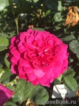 Sophy’s Rose Sophy’s Rose