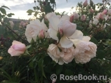 Generous Gardener, The Generous Gardener, The