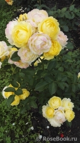 Golden Border Golden Border