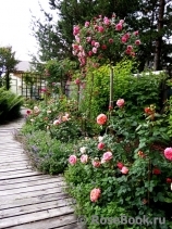 Starlet®-Rose Eva® Starlet®-Rose Eva®