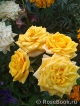 Yellow Babe® Yellow Babe®