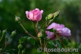 Alan Titchmarsh Alan Titchmarsh