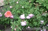 Alan Titchmarsh Alan Titchmarsh