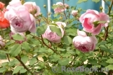 Alan Titchmarsh Alan Titchmarsh