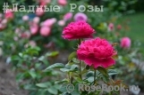 Sophy’s Rose Sophy’s Rose