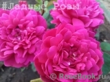 Sophy’s Rose Sophy’s Rose