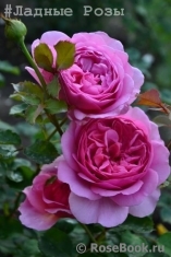 Princess Alexandra of Kent Princess Alexandra of Kent