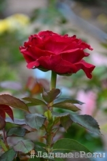 Rose des 4 Vents Rose des 4 Vents