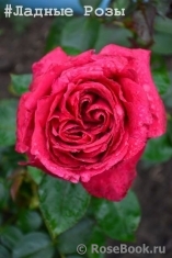 Rose des 4 Vents Rose des 4 Vents