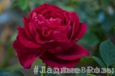 Rose des 4 Vents Rose des 4 Vents