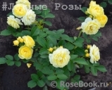 Golden Border Golden Border
