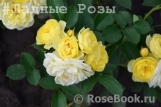 Golden Border Golden Border