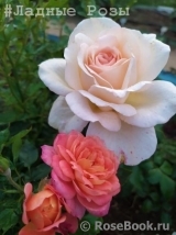 Chandos Beauty Chandos Beauty