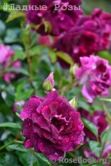 Burgundy Ice Burgundy Ice