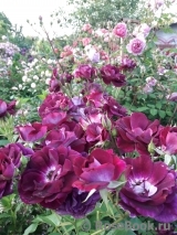 Burgundy Ice Burgundy Ice