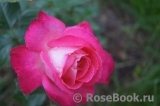 Rose Gaujard Rose Gaujard