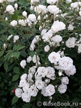 Brise Parfum Brise Parfum