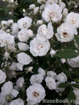 Brise Parfum Brise Parfum