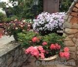 Coral Drift ® Coral Drift ®