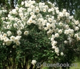 Rose spinosissima Rose spinosissima