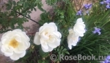 Rose spinosissima Rose spinosissima