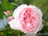 The Wedgwood Rose The Wedgwood Rose