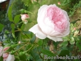 The Wedgwood Rose The Wedgwood Rose