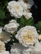 Purity Purity