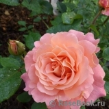 Augusta Luise Augusta Luise