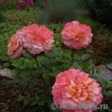 Augusta Luise Augusta Luise