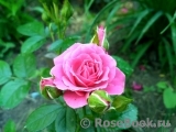 Lovely Lydia® Lovely Lydia®