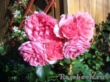 Rosarium Uetersen Rosarium Uetersen