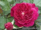 Darcey Bussell Darcey Bussell