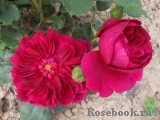 Darcey Bussell Darcey Bussell