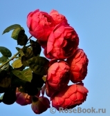 Yuliya Юлия Yuliya Юлия