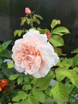 Rose de Tolbiac ® Rose de Tolbiac ®