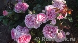 Henri le Sidaner® Henri le Sidaner®