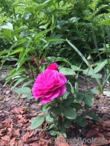 Heidi Klum Rose Heidi Klum Rose