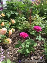 Heidi Klum Rose Heidi Klum Rose