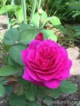 Heidi Klum Rose Heidi Klum Rose