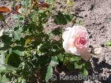 Morden Blush Morden Blush