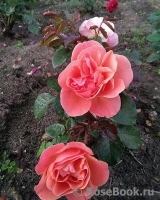 Tatton Tatton