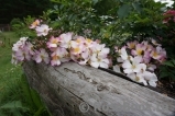 Robe Fleurie Robe Fleurie