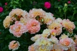 Augusta Luise Augusta Luise
